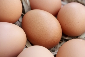 1283295_eggs_2.jpg