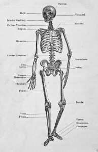 1380377_the_human_skeleton.jpg
