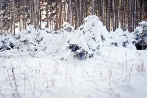 1409803_snowy_spruce_forest_in_winter.jpg