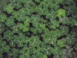 212603_clovers.jpg