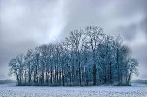 1408255_trees_in_foggy_winter_landscape