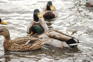 mallard-duck-1438135-5-m