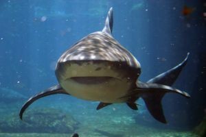 shark---ushaka-marine-world-261037-m
