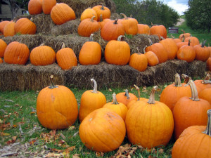 pumpkin-patch-1562467