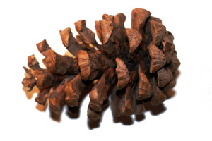 pinecone-1385977