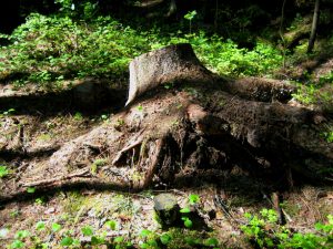 stump-1538702