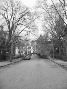 Springfield tree falling damage