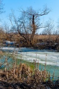 Car Drives into Swamp in Brockton